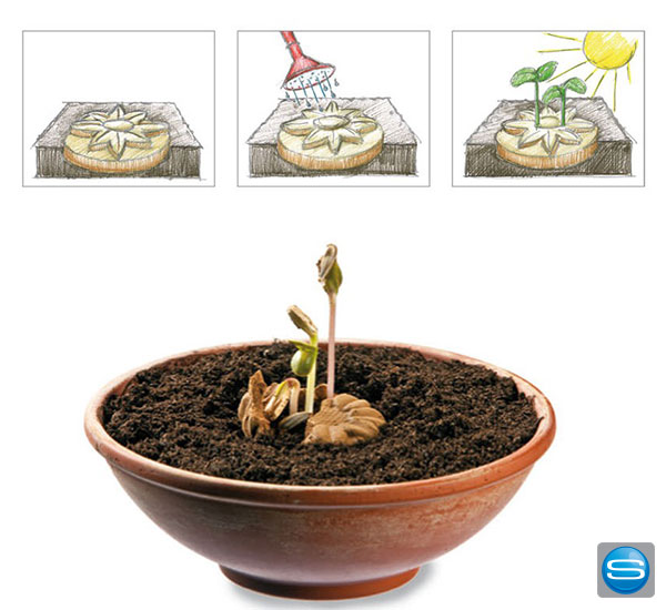 power-flower-als-werbegeschenk