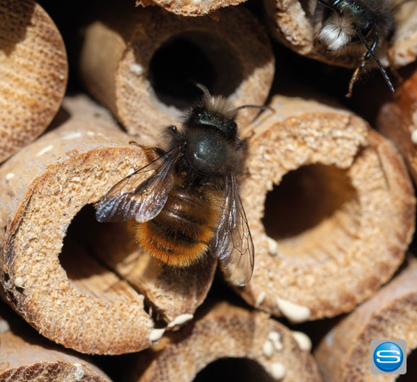insektenhotel-aus-holz-aufh