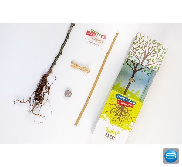 baby-tree-minibaum-als-werbegeschenk