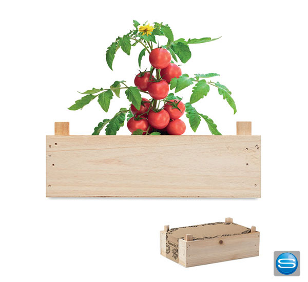 Saat Set Tomaten in einer Holzkiste mit Ihrem Logo